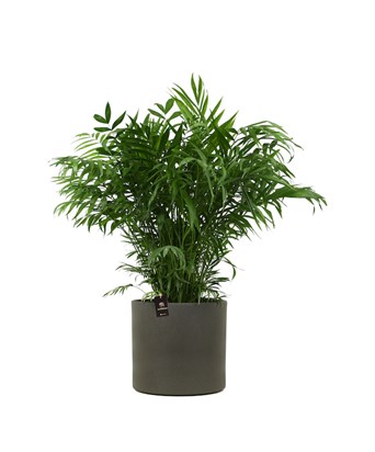 Dağ Palmiyesi - Chamaedorea Elegans 100 cm